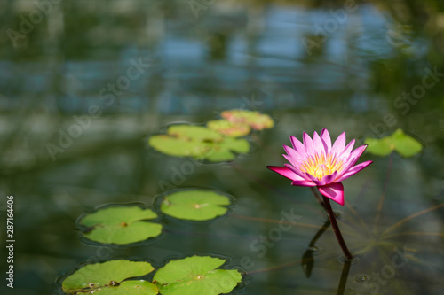 桃色の綺麗な蓮の花
