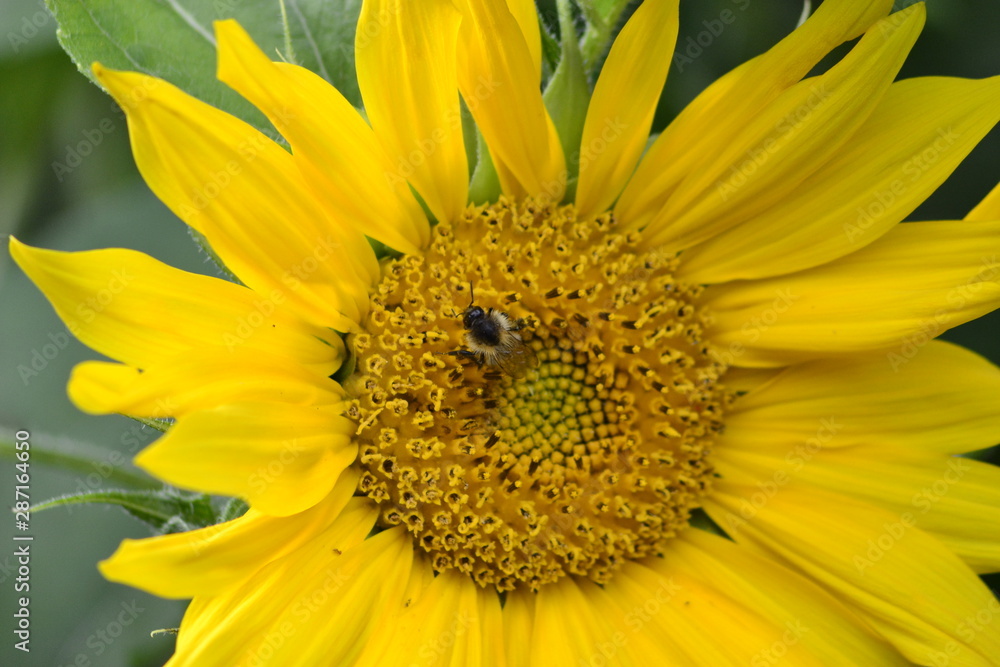 sunflower with a bee sunflower with a bee