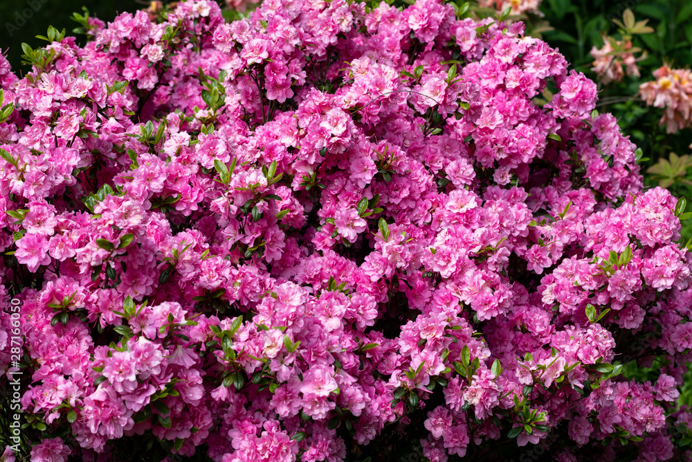 Pink Japanese Azalea on the branch in the garden