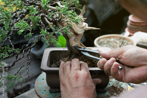 Making of bonsai trees, Wiring a tree into the pot. Handmade accessories Wire cutters and scissors bonsai tools, stand of bonsai, Concept Bonsai.