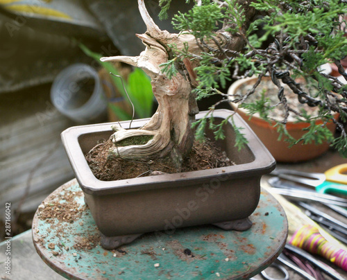 Making of bonsai trees, Wiring a tree into the pot. Handmade accessories Wire cutters and scissors bonsai tools, stand of bonsai, Concept Bonsai.