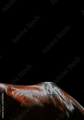 Bay Akhal Teke horse back and neck isolated on black background. Animal body part close up. 