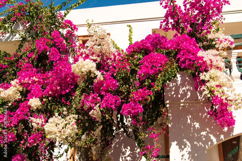 white and pink flowers on a white building