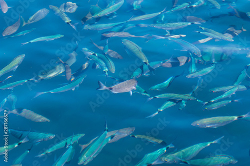 marine fish under clear blue water