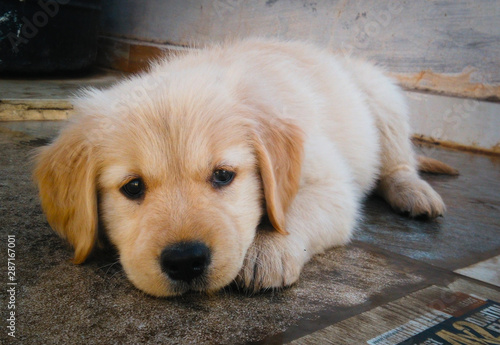 golden retriever puppy sitting and looking in camera