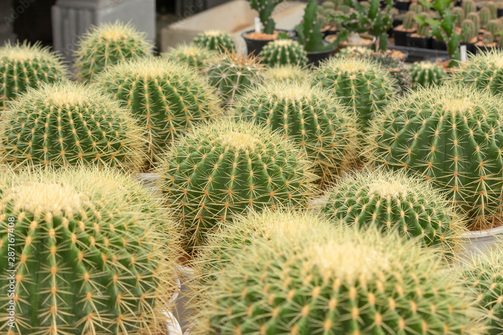 Beautiful green cactus planted in a pot.Tree planted in the desert. Beautiful green cactus planted in a pot.Tree planted in the desert.