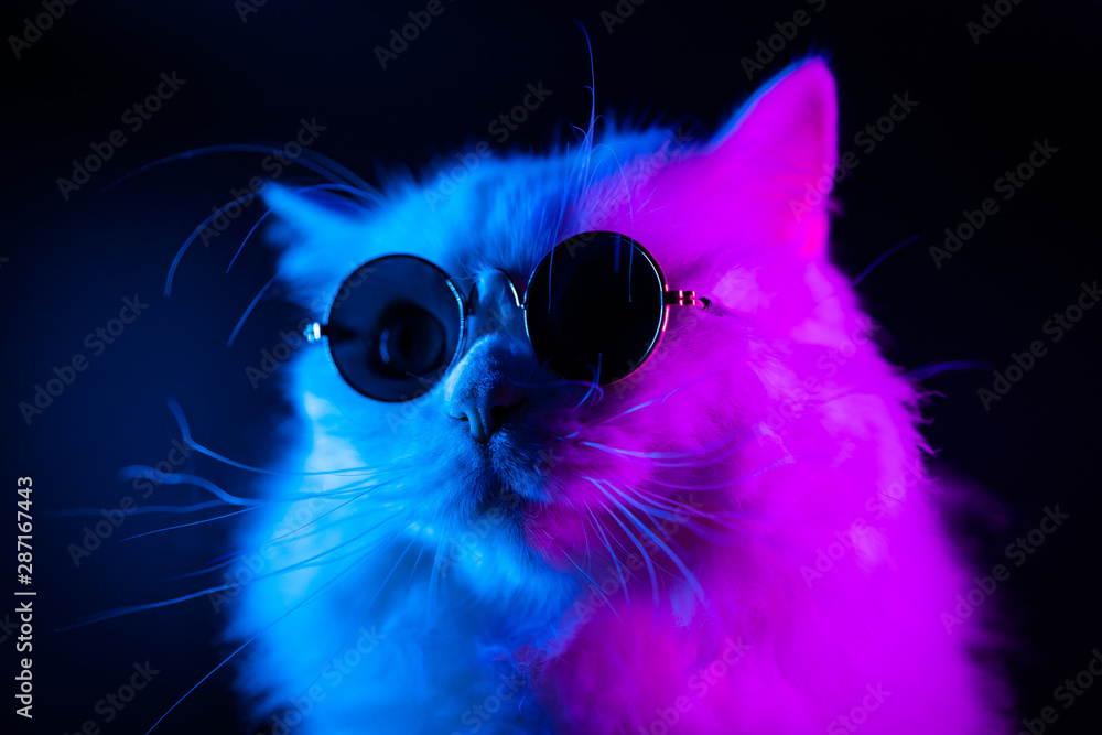 Stock video Portrait of white furry cat in fashion eyeglasses. Studio