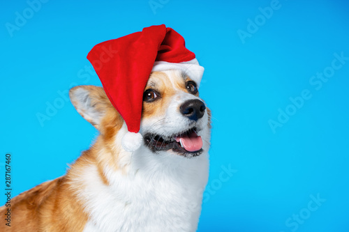 Close up portrait of funny beautiful dog breed welsh corgi pembroke, wearing red christmas santa hat,  on blue background © Masarik