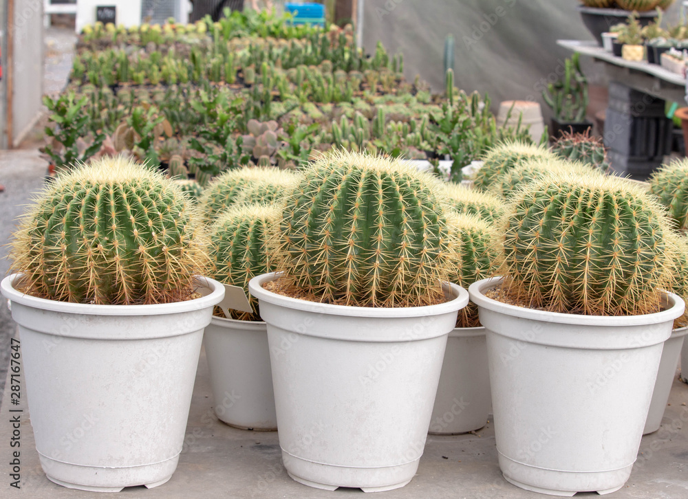 The pattern of the cactus background. green cactus planted in a pot.Tree planted in the desert. The pattern of the cactus background. green cactus planted in a pot.Tree planted in the desert.