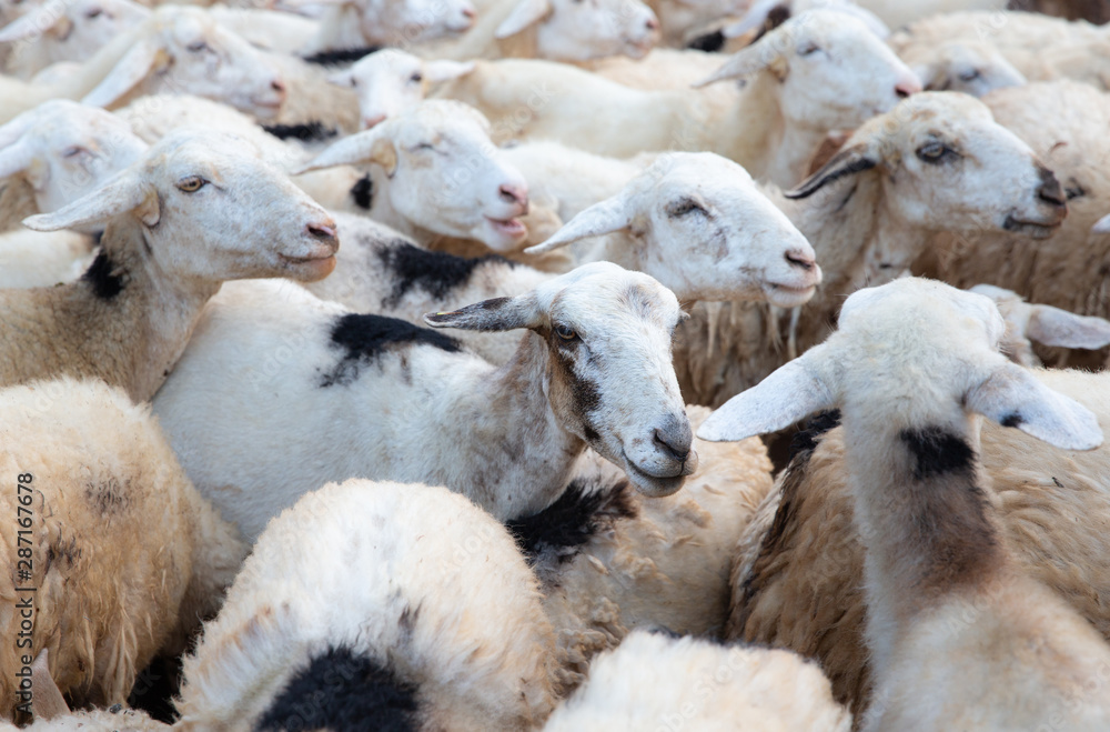 Sheep flock, Central Highlands, Vietnam Sheep flock, Central Highlands, Vietnam