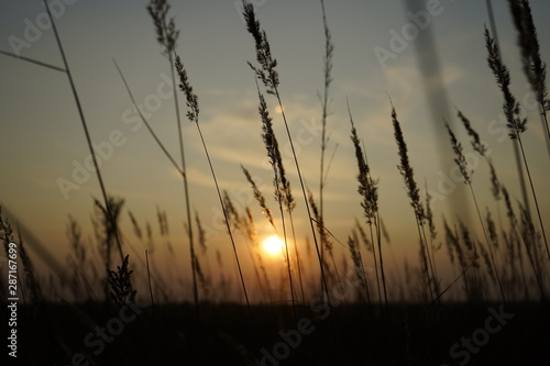 Spikelets of grass in the rays of the evening sun. Sunset on the field. Grass in the backlight of the sun.