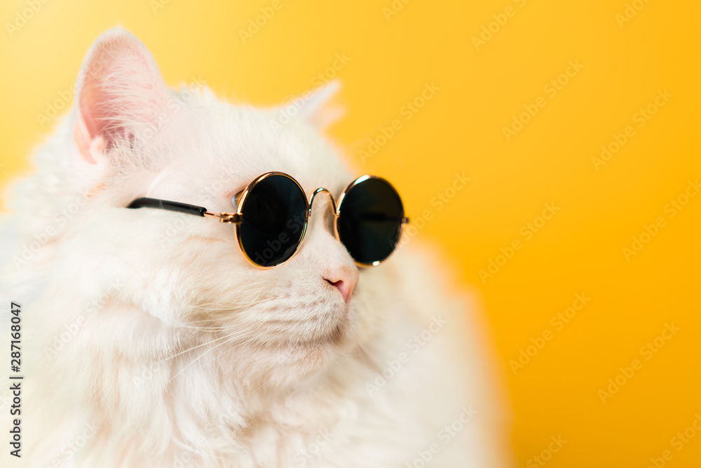 Naklejka Portret puszysty kot w okularach przeciwsłonecznych na żółtym tle. Moda, styl, fajna koncepcja zwierząt. Zdjęcie studyjne. Biały kot