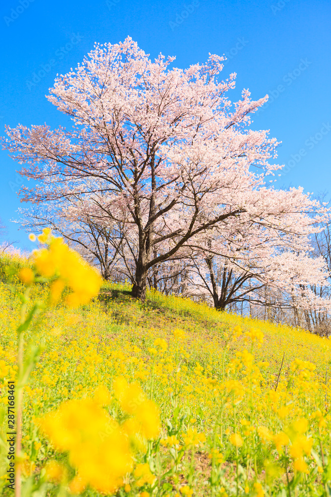 Cherry blossoms in full bloom and rape blossoms
