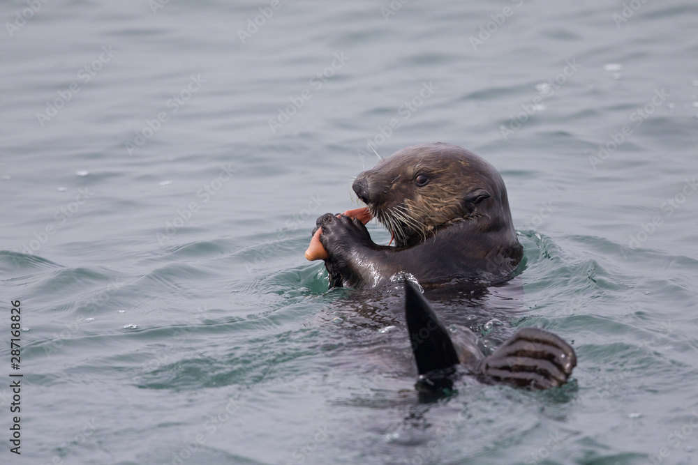 Obraz premium A sea otter (Enhydra lutris) foraging and eating at Monterey bay California.