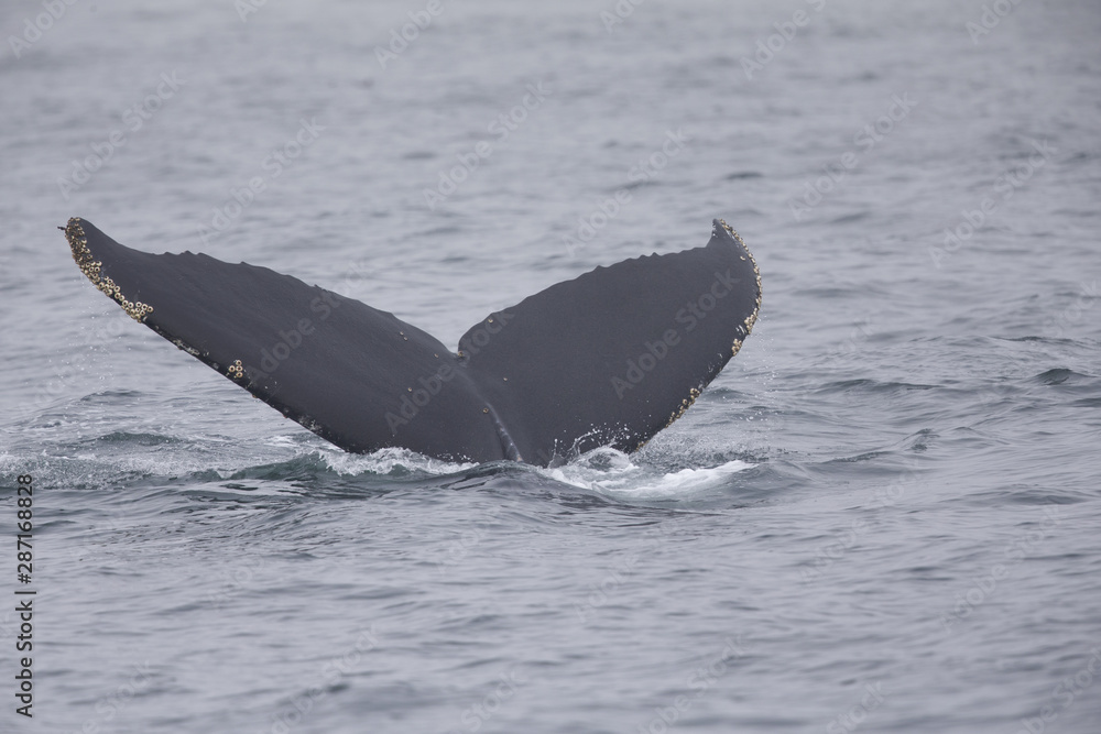 Fototapeta premium A whale diving down while seeing the tail above water at Monterey Bay California.