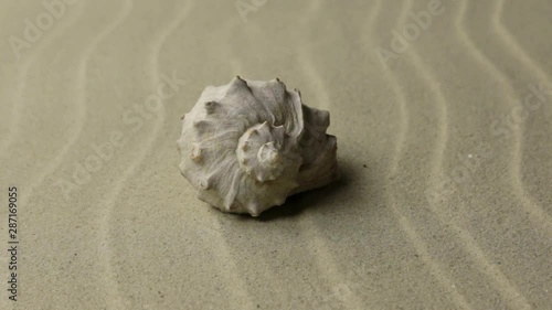 Zoom, approximation seashell on the sand dunes.