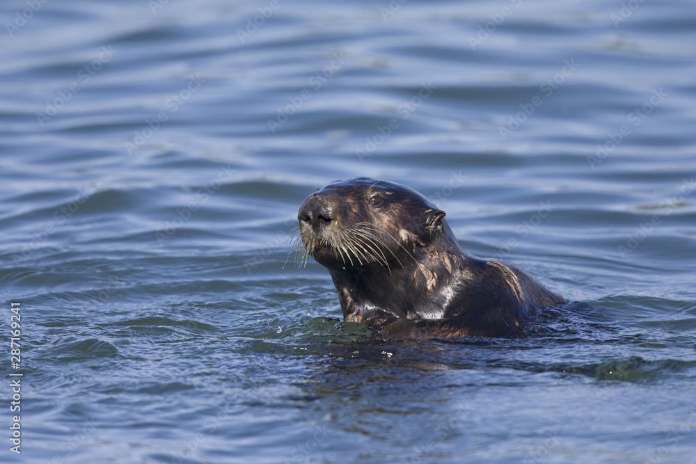 A sea otter (Enhydra lutris) foraging at Monterey bay California. A sea otter (Enhydra lutris) foraging at Monterey bay California.