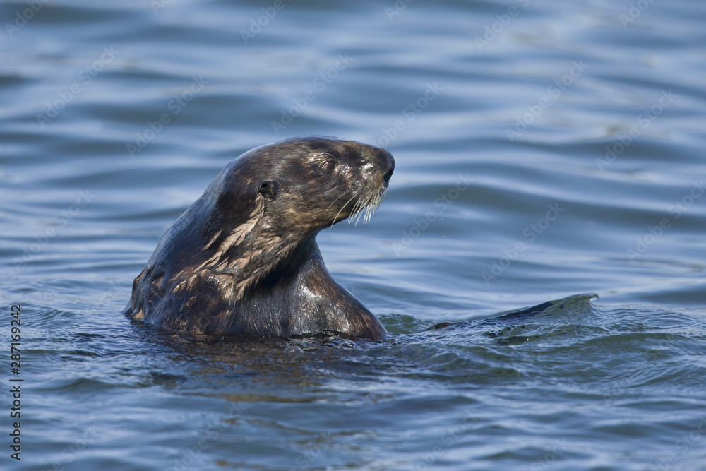 Obraz premium A sea otter (Enhydra lutris) foraging at Monterey bay California.