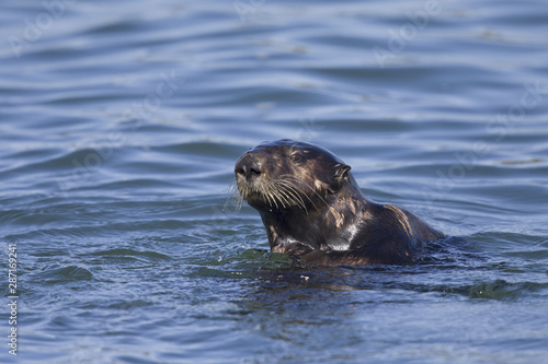  A sea otter (Enhydra lutris) foraging at Monterey bay California.
