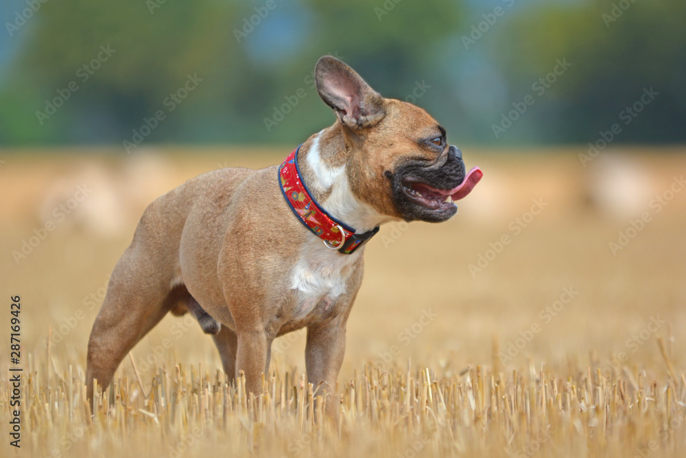 Beautiful fawn French Bulldog dog with long legs standing in a harvested grain field in late summer