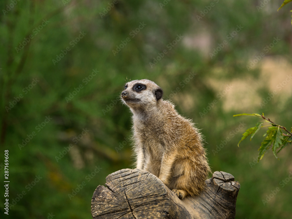 Fototapeta premium Suricate