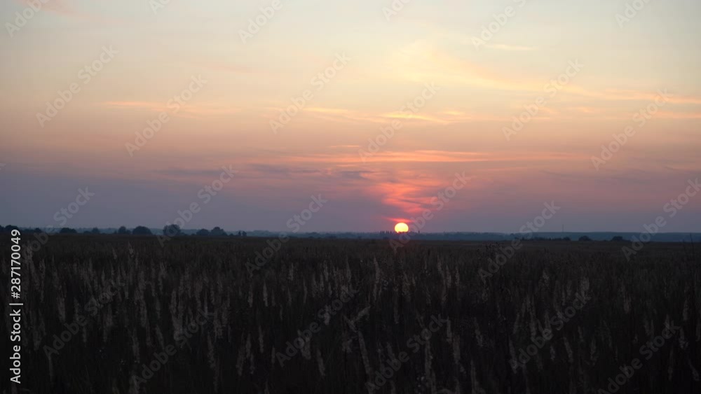 Spikelets of grass in the rays of the evening sun. Sunset on the field. Grass in the backlight of the sun.