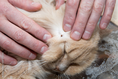 Tick is removed with human hands © AnastazjaSoroka