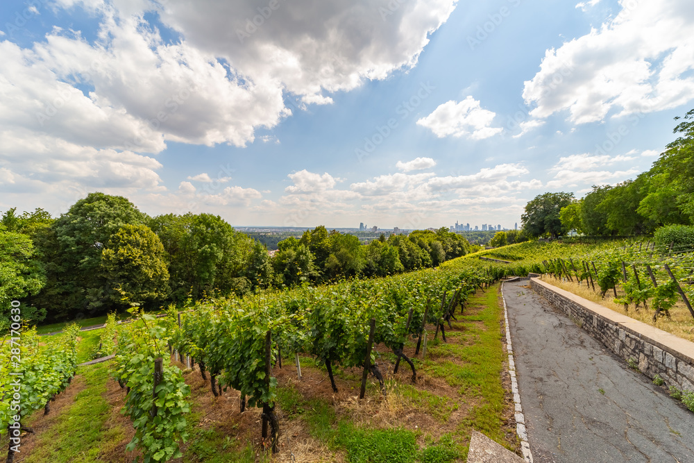 winegrowing in the city of Frankfurt/Main