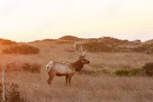 silhouette of deer on beautiful sky background