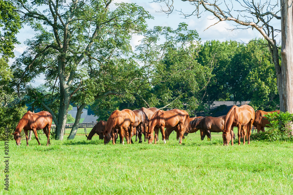 Thoroughbred horses on a horse farm Thoroughbred horses on a horse farm