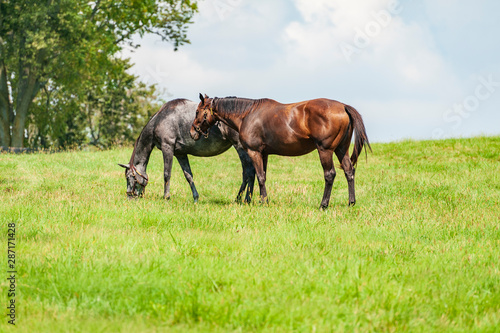 Thoroughbred horses on a horse farm © Barrys Gallery 