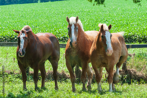 Belgian Draft Horses