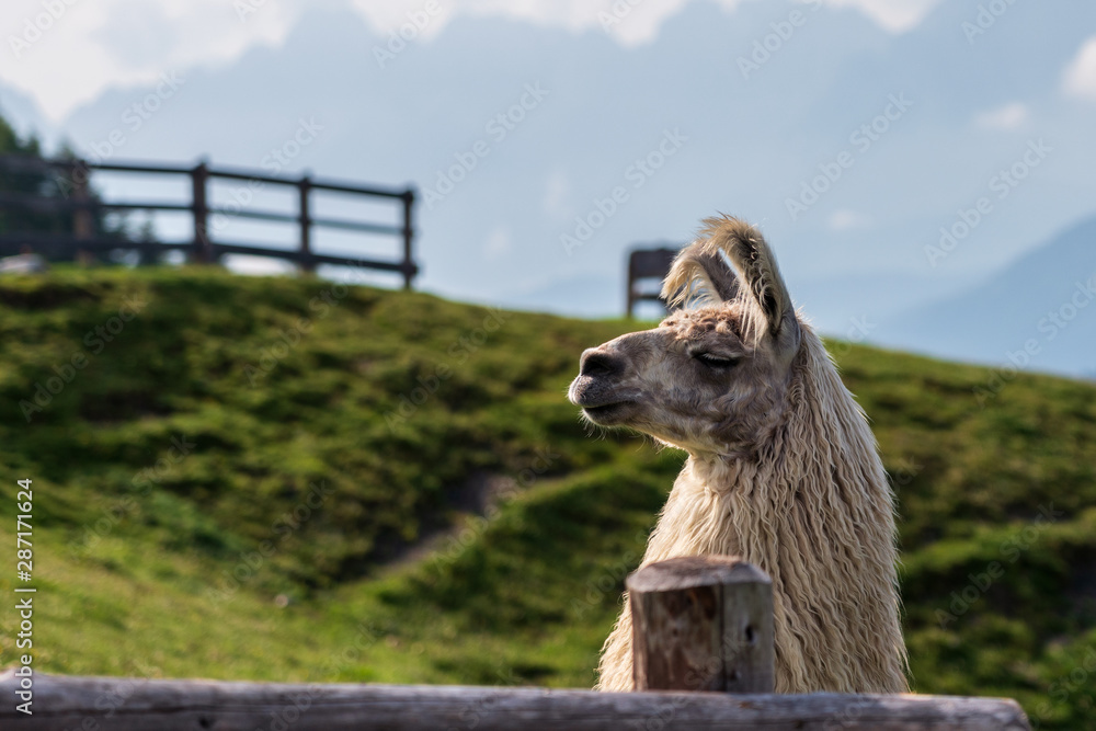 Obraz premium llama portrait in mountains, National Park.