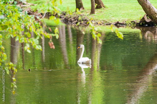 Swan in the creek