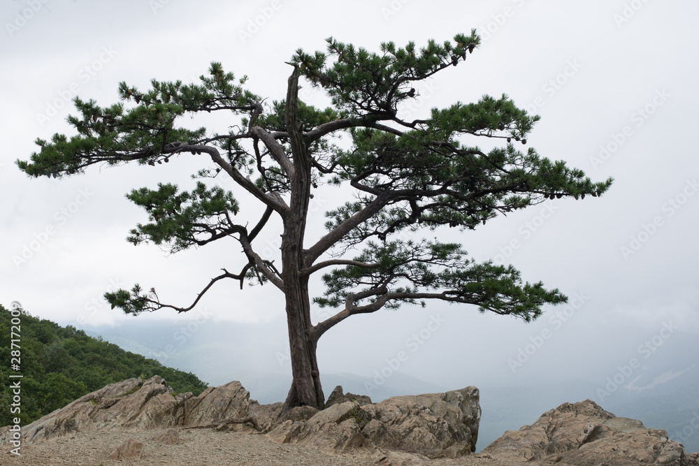 Obraz premium 20130810_033