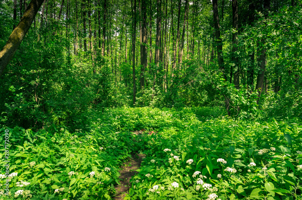 Beautiful summer forest with flowers and tall trees Beautiful summer forest with flowers and tall trees