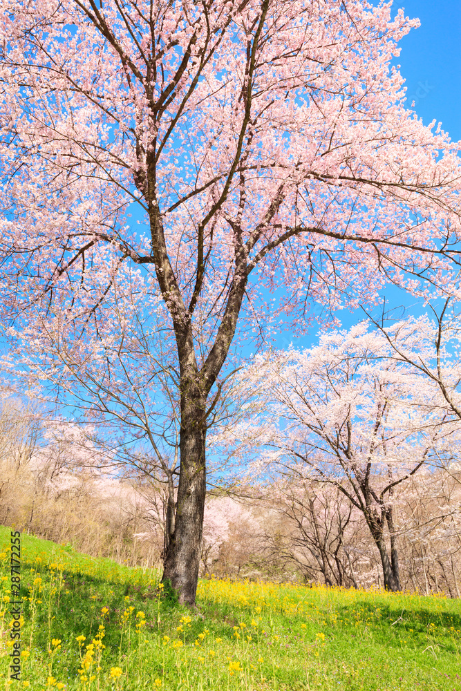 Cherry blossoms in full bloom and rape blossoms Cherry blossoms in full bloom and rape blossoms