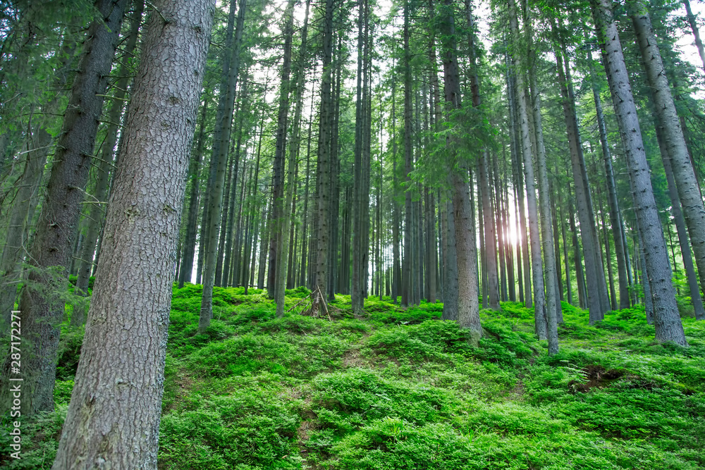 Fototapeta premium Forest landscape