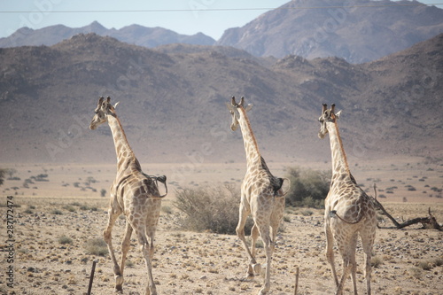 Photography Giraffes in africa