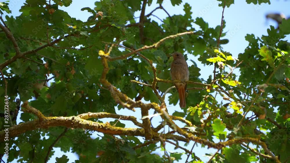 Cute small brown bird in a tree branch. Sunset lighting. Cute small brown bird in a tree branch. Sunset lighting.