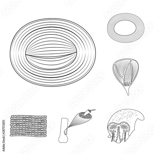 Vector design of fiber and muscular logo. Set of fiber and body stock vector illustration.