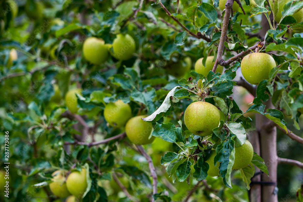 Apple trees in Merano, Italy.
