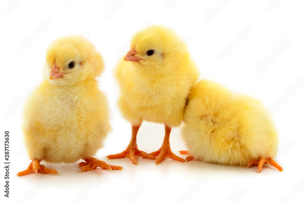 Three yellow chickens.