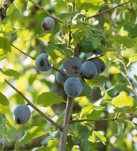 (Prunus domestica) Quetsches fruits du quetschier, prunes commune à robe violette et chair jaune