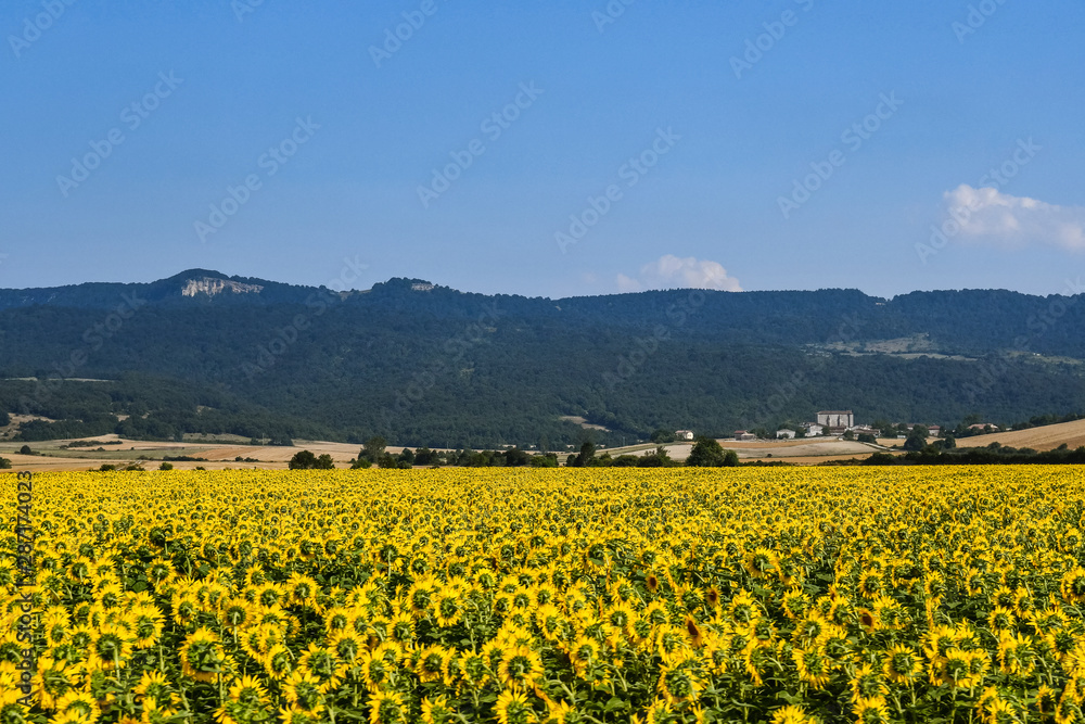 Nice field of sunflowers on a sunny day. Alava, Basque Country, Spain
