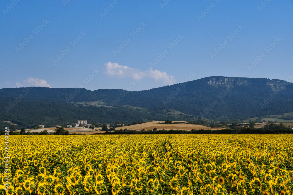 Nice field of sunflowers on a sunny day. Alava, Basque Country, Spain