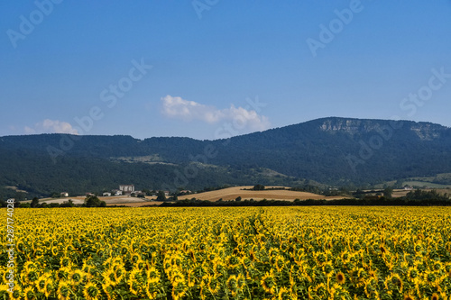 Nice field of sunflowers on a sunny day. Alava  Basque Country  Spain