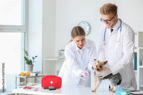 Veterinarians vaccinating c...
