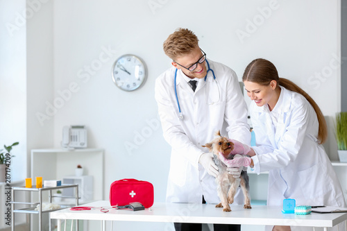 Veterinarians examining cut...
