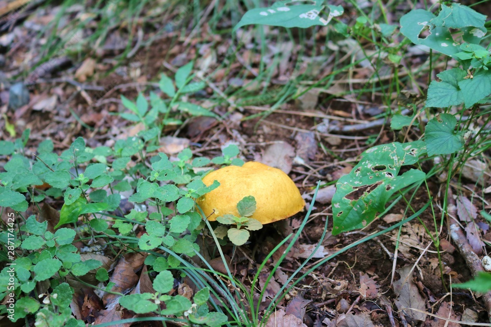 きのこ　森　夏　杤木